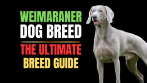 Weimaraner Dog Breed | The Ultimate Breed Guide
