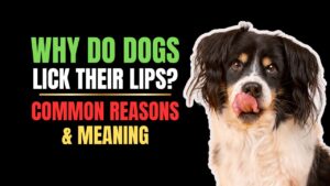Why Do Dogs Lick Their Lips? Common Reasons & Meaning