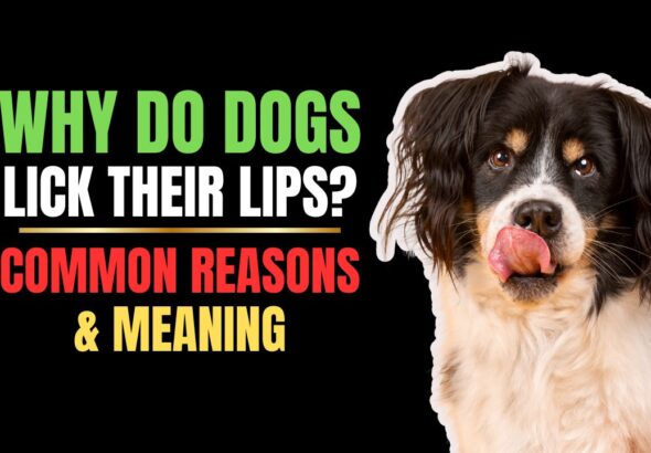 Why Do Dogs Lick Their Lips? Common Reasons & Meaning