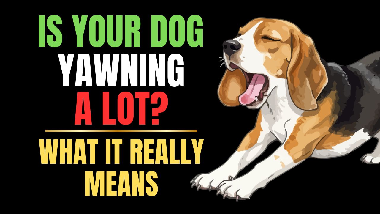 Why Do Dogs Yawn? Surprising Reasons Behind the Behavior