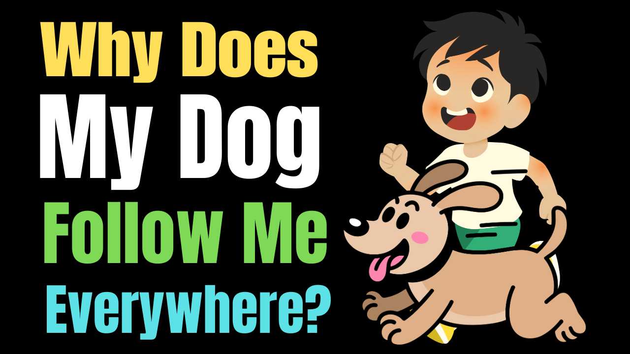 Why Does My Dog Follow Me Everywhere?