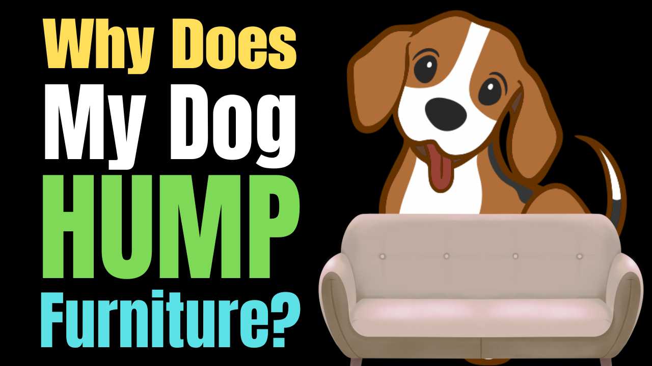 Why Does My Dog Hump Furniture?