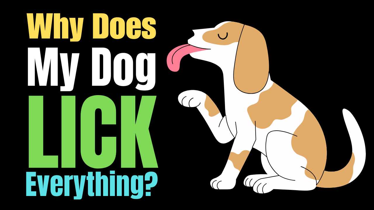 Why Does My Dog Lick Everything?