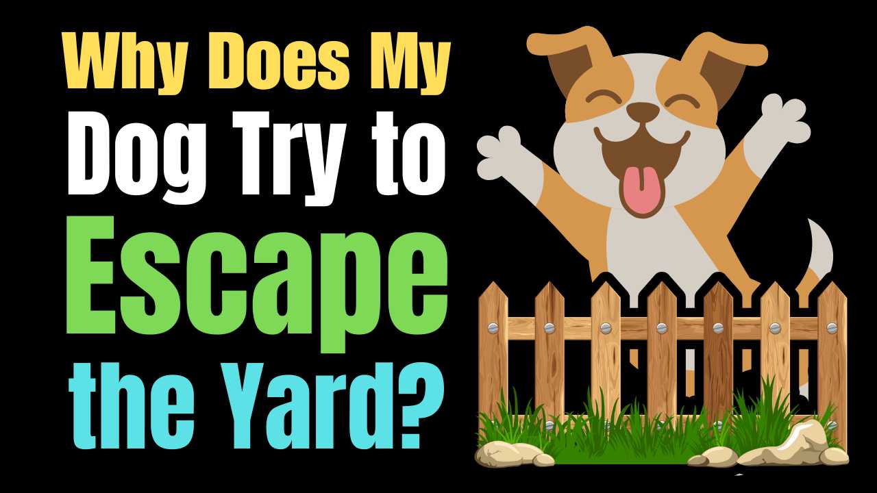 Why Does My Dog Try to Escape the Yard?