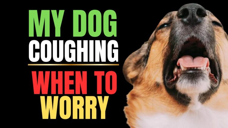 Why Is My Dog Coughing? Signs & Solutions