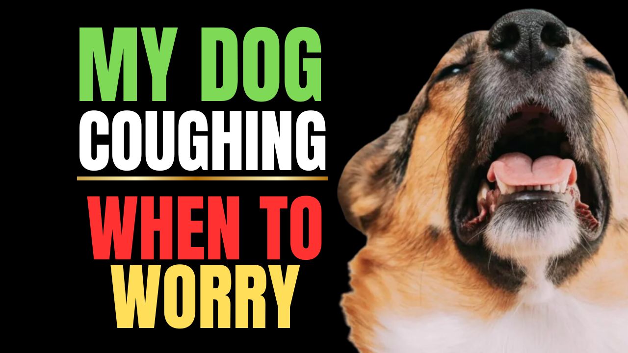Why Is My Dog Coughing? Signs & Solutions