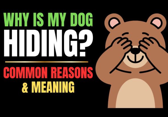 Why Is My Dog Hiding? Common Reasons & What to Do