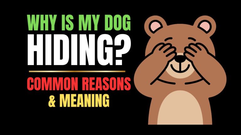 Why Is My Dog Hiding? Common Reasons & What to Do