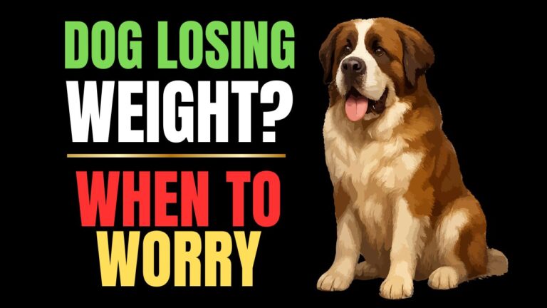 Why Is My Dog Losing Weight? Common Reasons & Fixes
