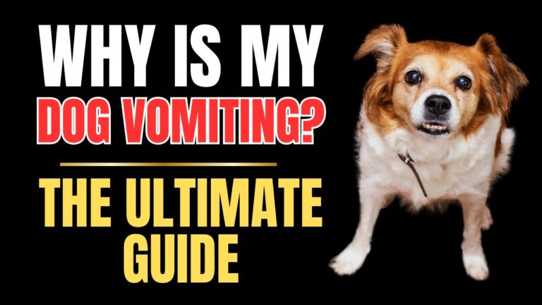Why Is My Dog Vomiting?