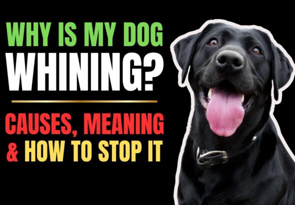 Why Is My Dog Whining? Causes, Meaning & How to Stop It