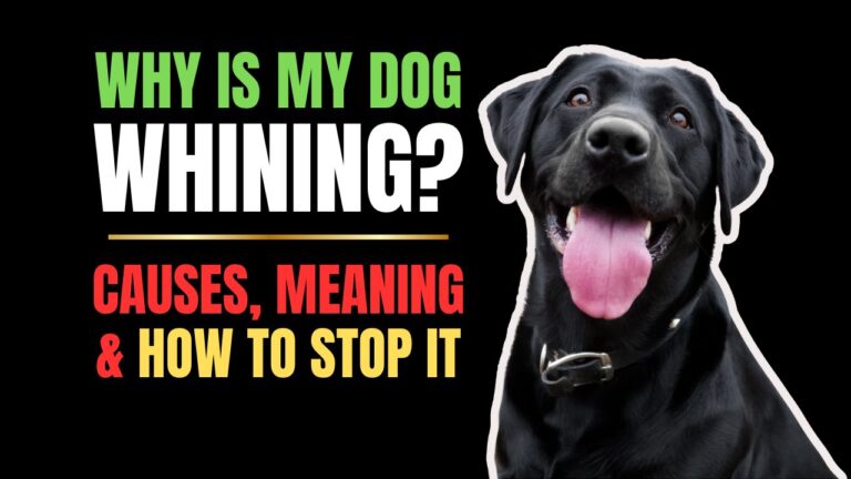 Why Is My Dog Whining? Causes, Meaning & How to Stop It