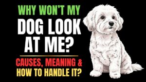 Why Won’t My Dog Look at Me? Eye Contact Explained