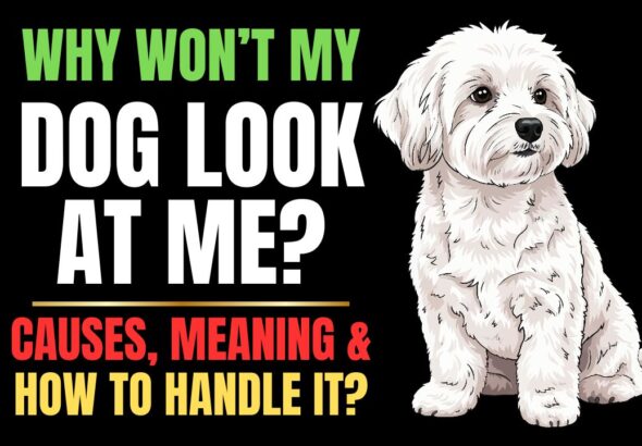 Why Won’t My Dog Look at Me? Eye Contact Explained