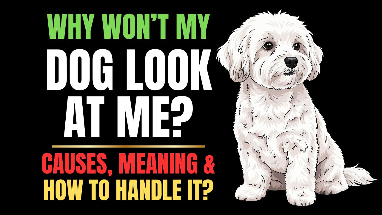 Why Won’t My Dog Look at Me? Eye Contact Explained