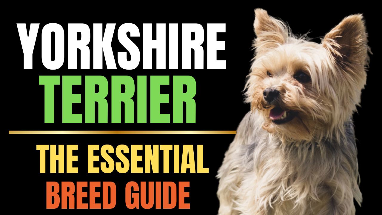 Yorkshire Terrier